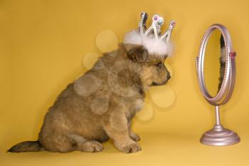 Royalty Free Photo of a Puppy Wearing a Crown in Front of a Mirror