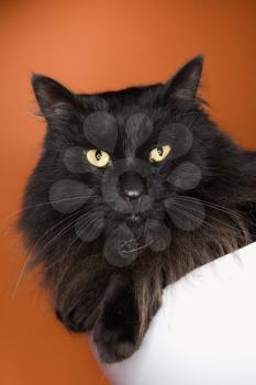 Royalty Free Photo of a Black Cat