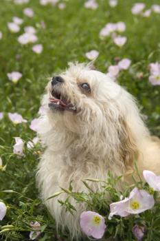 Royalty Free Photo of a Fluffy Dog in a Flower Field
