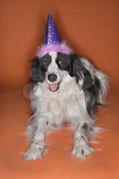 Royalty Free Photo of a Border Collie Dog Wearing a Party Hat