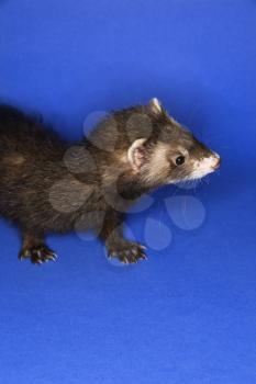 Royalty Free Photo of a Brown Ferret