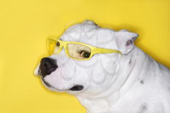 White Pit Bull wearing yellow glasses on yellow background.