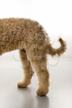 Royalty Free Photo of a Golden Doodle Dog Hindquarters