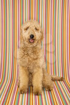 Royalty Free Photo of a Golden Doodle Dog