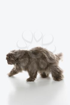 Royalty Free Photo of a Gray Persian Cat
