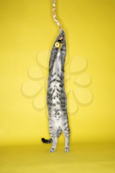 Royalty Free Photo of a Cat Jumping Attacking a Toy