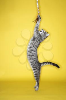 Royalty Free Photo of a Cat Jumping Attacking a Toy