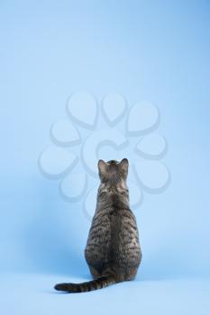 Royalty Free Photo of a Gray Striped Cat Sitting on a Blue Background