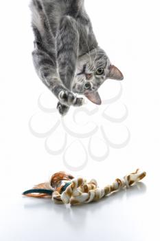 Royalty Free Photo of a Cat Hanging Upside Down Playing With a Toy