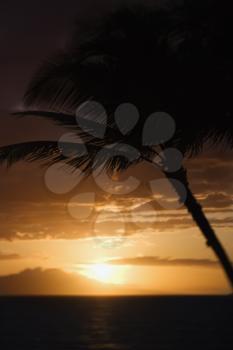 Royalty Free Photo of a Palm Tree Silhouette Against Sunset Over Pacific Ocean and Kihei Island in Maui, Hawaii, USA