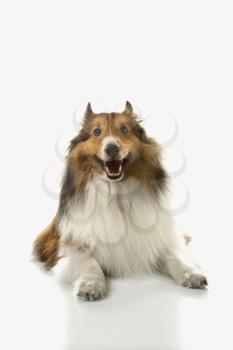 Royalty Free Photo of a Collie