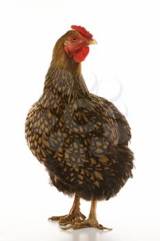 Royalty Free Photo of a Golden Laced Wyandotte Chicken