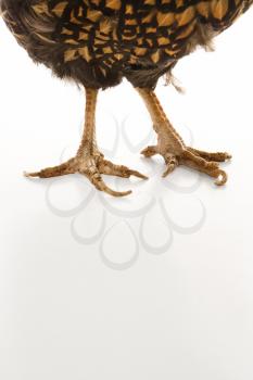 Royalty Free Photo of Golden Laced Wyandotte Chicken Feet