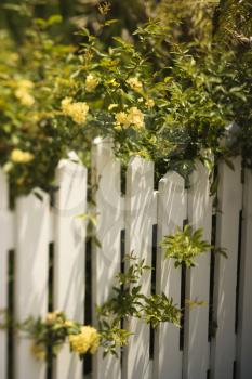 Royalty Free Photo of Yellow Flowers Growing Over a White Picket Fence