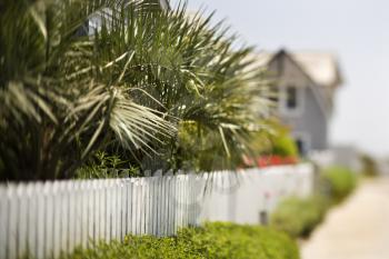 White picket fence with palms.