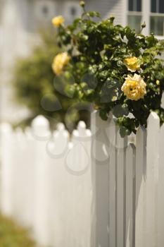 Royalty Free Photo of a White Picket Fence With a Rose Bush With Blooming Yellow Roses