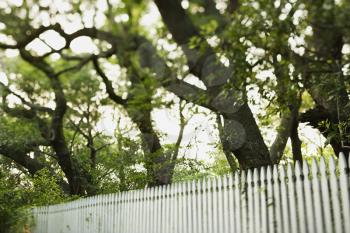 Royalty Free Photo of a White Picket Fence With Trees