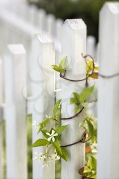 Vine growing on white picket fence.