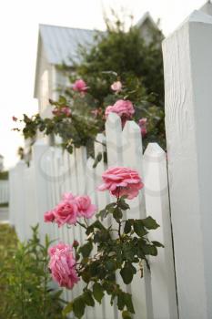 Royalty Free Photo of Pink Roses Growing Over a White Picket Fence