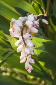 Royalty Free Photo of a Ginger Flower on a Plant in Maui, Hawaii