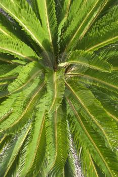 Royalty Free Photo of a Tropical Plant Detail