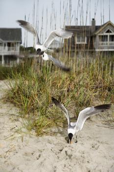 Royalty Free Photo of Seagulls Swooping Down Onto a Beach