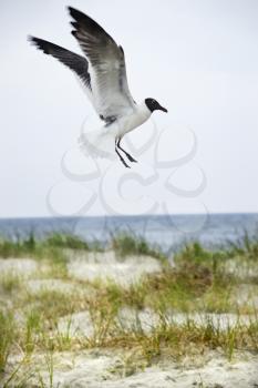Royalty Free Photo of a Seagull Landing on a Beach