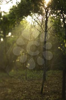 Royalty Free Photo of Rays of Light Shining Through a Forest