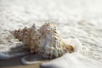 Royalty Free Photo of a Conch Shell With Waves Engulfing It