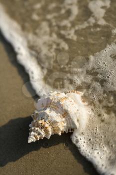 Close-up of conch shell with wave engulfing it.