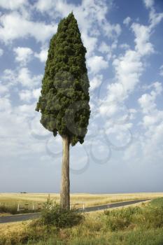 One cypress tree in field in Tuscany, Italy.