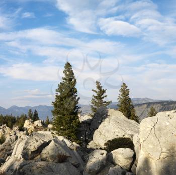 Large boulders with evergreen trees in Wyoming.