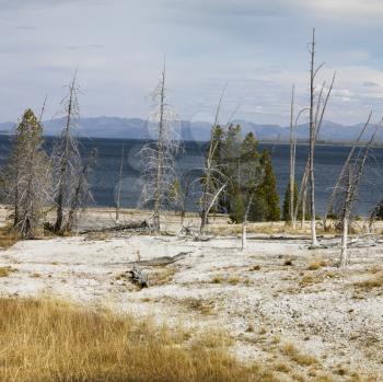 Royalty Free Photo of a Barren Shoreline at Yellowstone National Park, Wyoming