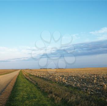 Royalty Free Photo of a Dirt Road Going Through a Dead Cornfield in Rural South Dakota