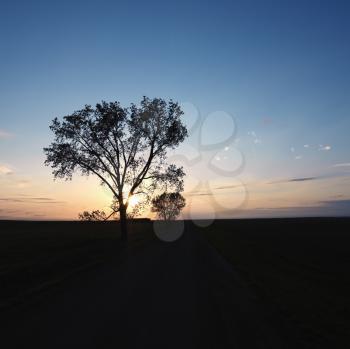 Royalty Free Photo of a Silhouette of a Lone Tree at Sunset in a Rural Field