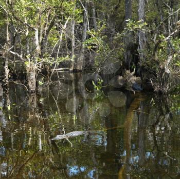 Royalty Free Photo of an American Alligator Swimming in a Wetland of Everglades National Park, Florida, USA