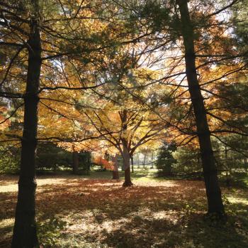 Royalty Free Photo of Maple Trees in the Fall