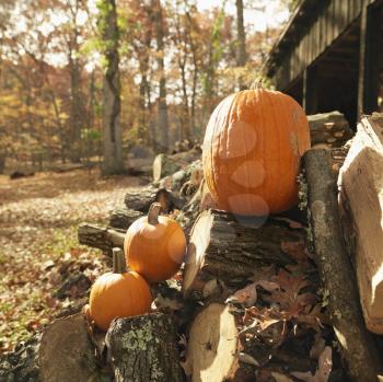 Royalty Free Photo of Pumpkins on a Stack of Firewood in a Rural Setting