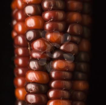 Royalty Free Photo of a Close-up of a Red Ear of Indian Corn