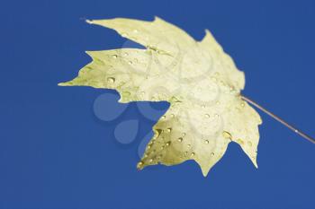 Royalty Free Photo of a Sugar Maple Leaf Sprinkled With Water Droplets Against a Blue Background a Sugar Maple Leaf Sprinkled With Water Droplets 