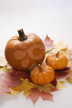 Royalty Free Photo of Pumpkins Sitting on Leaves