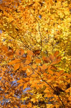 Royalty Free Photo of a Close-up of American Beech Tree Branches Covered With Brightly Colored Fall Leaves