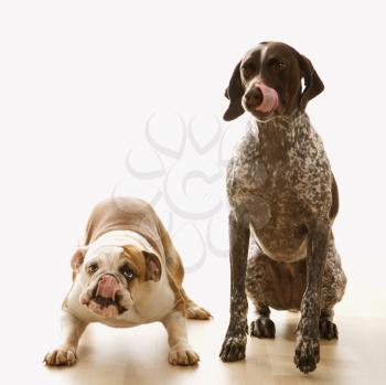 Royalty Free Photo of an English Bulldog and German Shorthaired Pointer Sitting Together