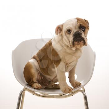 Royalty Free Photo of an English Bulldog Sitting in a Chair