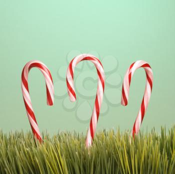 Royalty Free Photo of Three Candy Canes in Grass