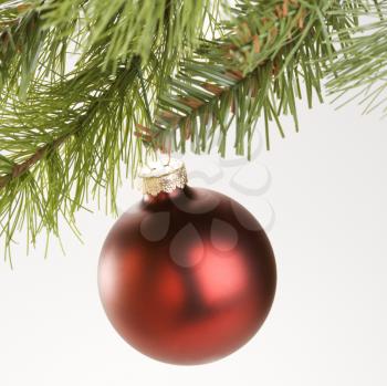 Royalty Free Photo of a Red Christmas Ornament Hanging From a Branch