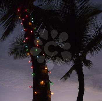 Royalty Free Photo of Festive Colored Lights Wrapped Around the Trunk of a Palm Tree at the Beach