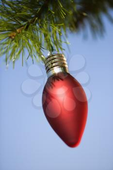 Royalty Free Photo of a Red Christmas Ornament Hanging From a Pine Branch