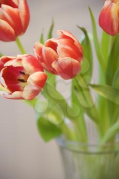 Royalty Free Photo of Tulips in a Vase