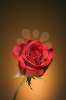 Royalty Free Photo of a Single Long-Stemmed Red Rose Against a Golden Background